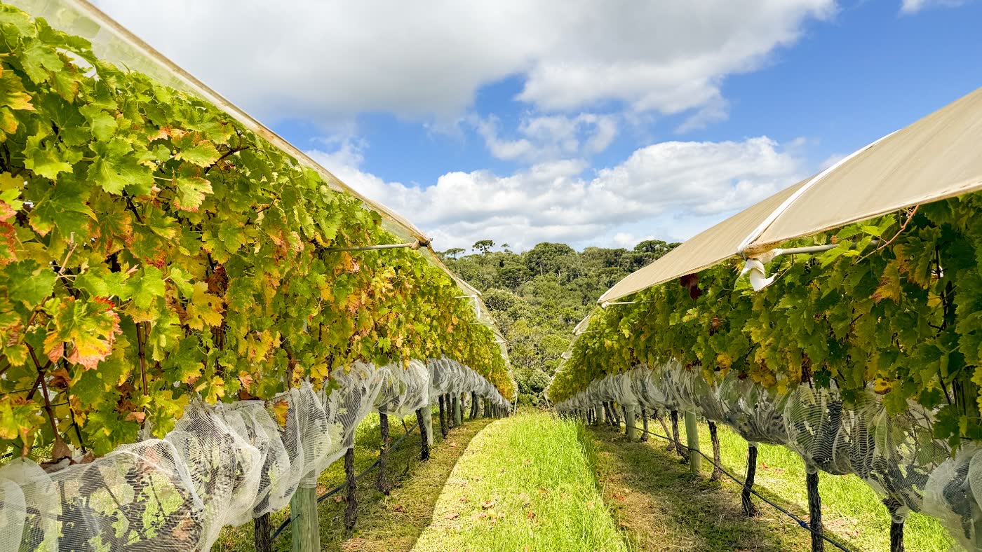 Vinhedos da Vinícola Ferreira na Serra da Mantiqueira